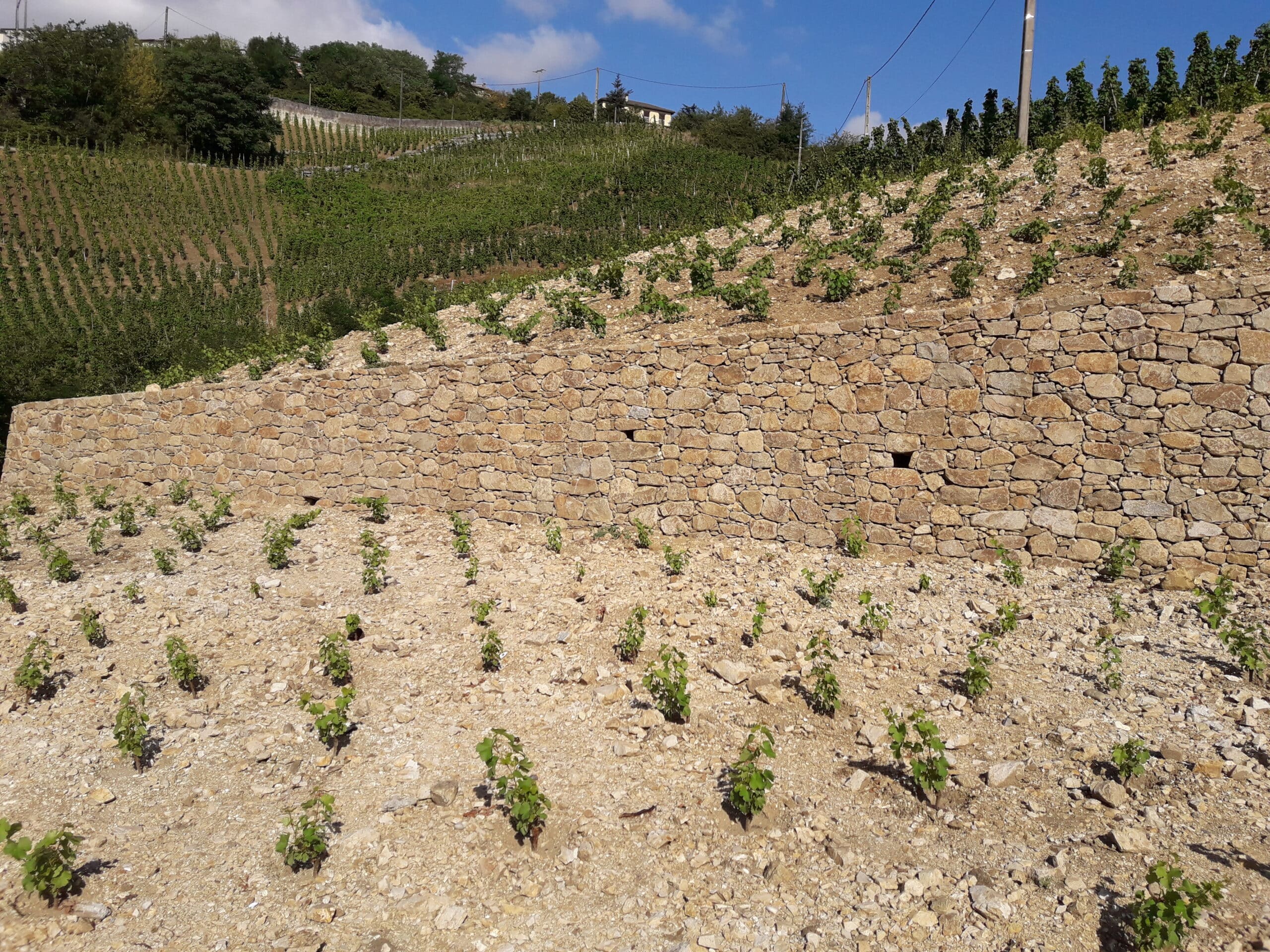 La pierre à bâtir du Pilat : « pierre angulaire » du paysage viticole local !